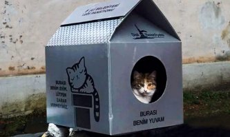 Вы правы! Турки к собакам относятся прекрасно 
"Администрация одного из торговых центров Стамбула приютила в стенах здания десятки бездомных собак в связи с аномальными холодами, обрушившимися на Турцию.
Как сообщает Trend.az, речь идет о магазине в районе Бакыркёй, специализирующемся в основном на продаже продуктов питания и одеял.
Размещенные в соцсетях фото животных, лежащих на подстилках и укрытых одеялами, набирают тысячи лайков.
«Бездомные животные очень нуждаются в человеческой доброте, особенно в такую непогоду. Помогите им, поделитесь теплом вашего сердца, и они будут благодарны вам до конца жизни», — заявил турецкий защитник животных Эдже Оджал.
Кроме того, работники ТЦ досыта накормили четвероногих." 
А еще у них есть автоматы с кормом. Миски с водой во время жары. И все собаки там под надзором, привитые и стерилизованные