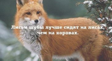 Красота дикой природы