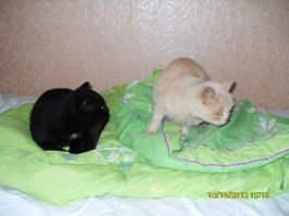 Эххх, такая ностальгия нашла по моих двоих, ныне уже покойных, Томасу и Алиске.