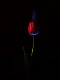 Я тоже поподжигал цветочки)))