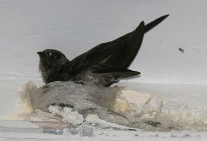 Суп готовят из гнезд саланганов, которые относятся к семейству стрижей.