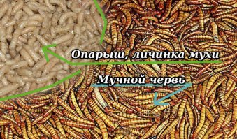 Самые отвратительные существа, найденные внутри человеческого тела