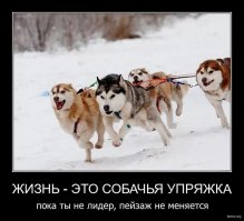 Женщина, управляя собачьей упряжкой, врезалась в автомобиль