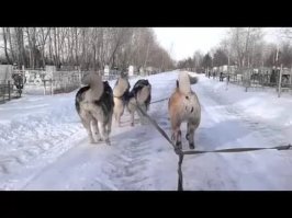 Женщина, управляя собачьей упряжкой, врезалась в автомобиль