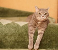 Как мы ехали с дачи