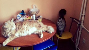 Мейнкуняка. Мой.