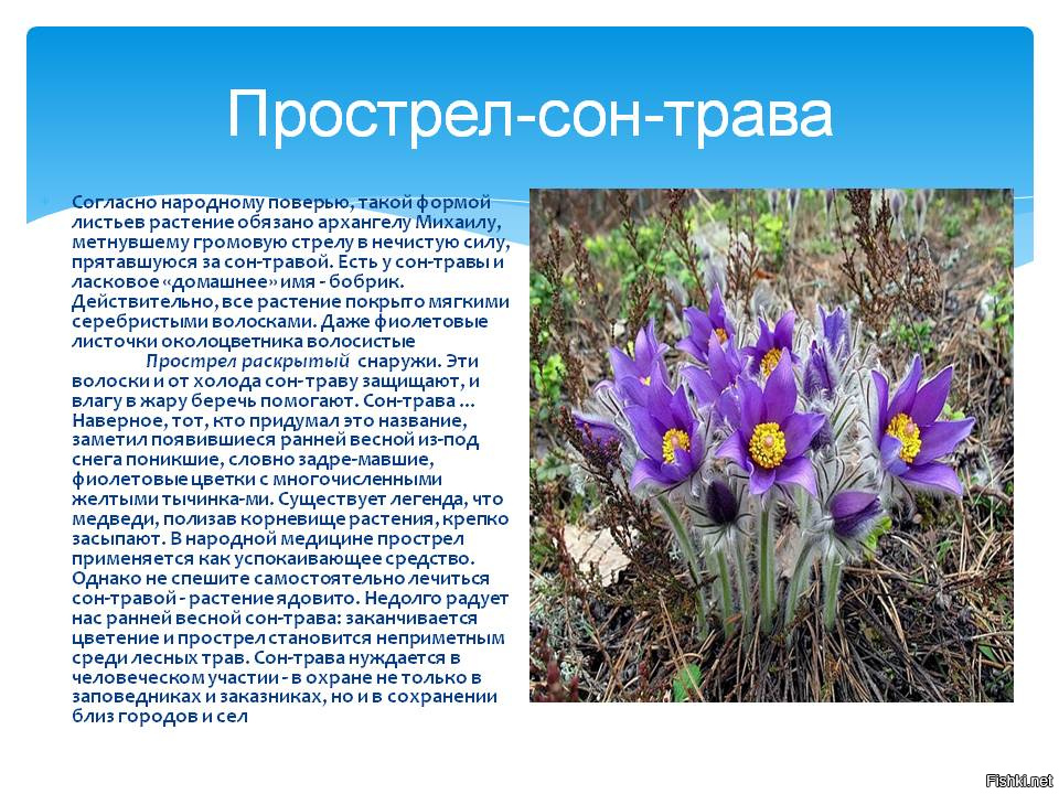 Что означает слово пострел. Прострел Крымский сон-трава. Прострел сон трава красная книга. Прострел растение описание. Pulsatilla прострел Даурский.