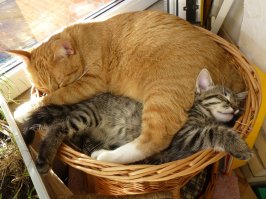 Кот с пасынком