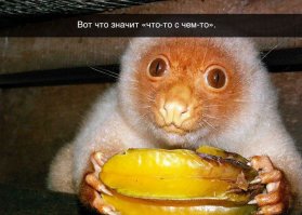 А вы знаете для чего кошкам эти "кармашки" на ушах?