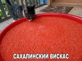 привет с Итурупа)