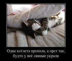 Домотиваторы на тему коты