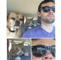 В этом разница между кошками и собаками!!! Собаки всецело доверяют хозяевам, а кошки НИКОГДА!!!