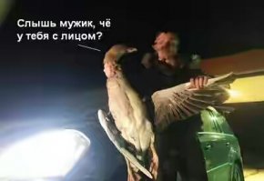 Дикий гусь головой пробил лобовое стекло автомобиля