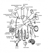 А как же иглоукалывание?
Отрывок из учебника от издательства Медицина!
"Каждый орган человека обладает собственной энергией – Ци, обмен которой происходит через меридианы. Энергия движется по меридианам в соответствии с биологическими часами человека.
Полный цикл энергия проходит за 24 часа, и в одном меридиане она может находиться не более 2 часов. Такой суточный цикл определяет оптимальный период влияния на каждый меридиан..."