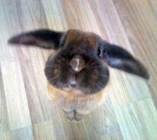 Даже не смотри на меня, иди жри других..