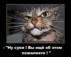 Не пугайте котов