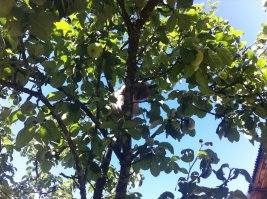 Очень колоритные уличные коты. Часть 3: спецвыпуск в честь Дня кошек в России