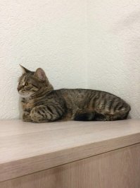 Обожаю своих "Дворняжек" - маму с сыном! Редкие умники, добрые, чистоплотные, игривые, ласковые - наше счастье! На первом фото Майка (пришла откуда-то в прошлом мае и осталась навсегда), на втором - сынок Цезарь (родился в июле). Никакие дорогущие породы не нужны - мы их обожаем, они нам платят тем же!