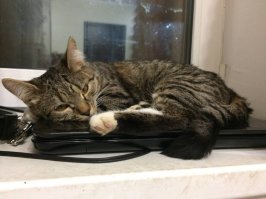 Обожаю своих "Дворняжек" - маму с сыном! Редкие умники, добрые, чистоплотные, игривые, ласковые - наше счастье! На первом фото Майка (пришла откуда-то в прошлом мае и осталась навсегда), на втором - сынок Цезарь (родился в июле). Никакие дорогущие породы не нужны - мы их обожаем, они нам платят тем же!