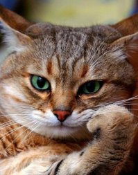 Очень колоритные уличные коты. Часть 3: спецвыпуск в честь Дня кошек в России