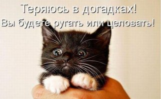 Не пугайте котов