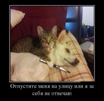 Не пугайте котов