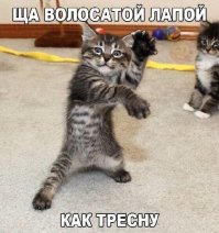 Не пугайте котов