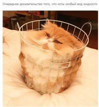 Протрите коту глаза