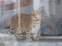 Ну не знаю, вот этот Ягуар из челябинска, грациозный и опасный!)