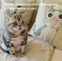 Очень колоритные уличные коты. Часть 3: спецвыпуск в честь Дня кошек в России