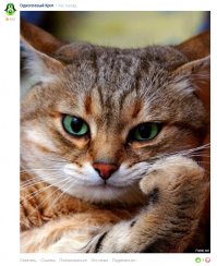 Почти минуту не мог понять, почему "Одноглазый кот", когда все нормально с глазами. Ну наконец то понял в чем моя ошибка.