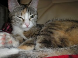 мое котэ присоединяется к поздравлениям :)