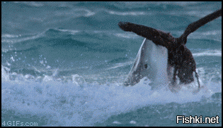 Жажда крови: 15 страшных нападений акул, снятых на камеру