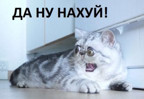 Не пугайте котов
