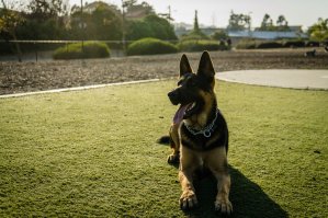 Дочкин балбес, хоть и умный. Молодой ещё, 1 год и 7 месяцев.