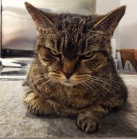 Не пугайте котов