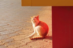 наши местные