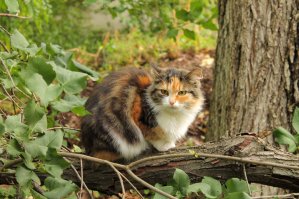 наши местные