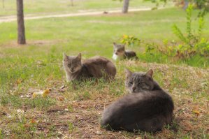 наши местные