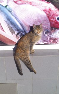 наши местные