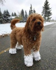 У меня собака зимой каждый день так приходила.