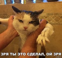 Не пугайте котов