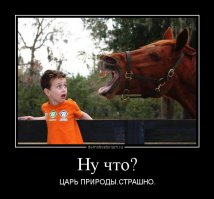 Вы подошли слишком близко: забавные встречи любознательных животных с туристами