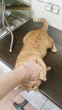 Вы подошли слишком близко: забавные встречи любознательных животных с туристами