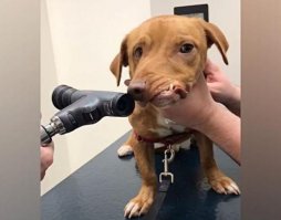 Сцуко, аж за сердце взялся. Инструмент уж больно похож на молоточек, которым невропатолог по коленке стучит.
  Это и есть операция по выправлению собачьей морды?