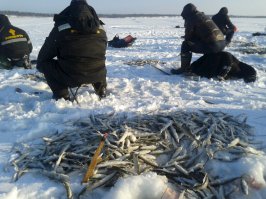 Ну не знаю...вчера приехал с рыбалки, поймал 312 штУк корюшки...что вот такое....рыбалка как рыбалка.