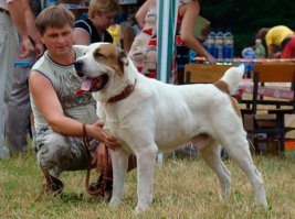Служебные собаки: четвероногие храбрецы