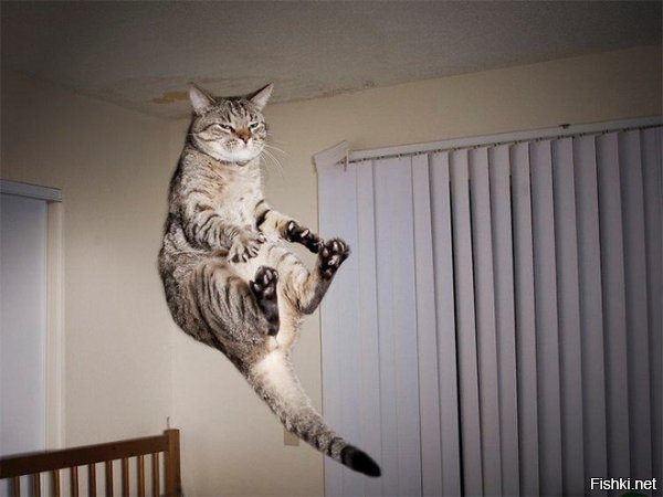 Котейки, ставлю лайк!

Как можно лениво щуриться, когда ты летишь в воздухе?
