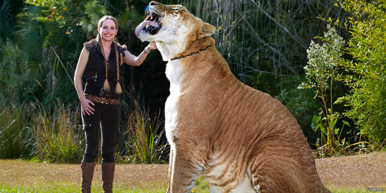 Гибрид льва и тигрицы и гибрид человека и женщины.
