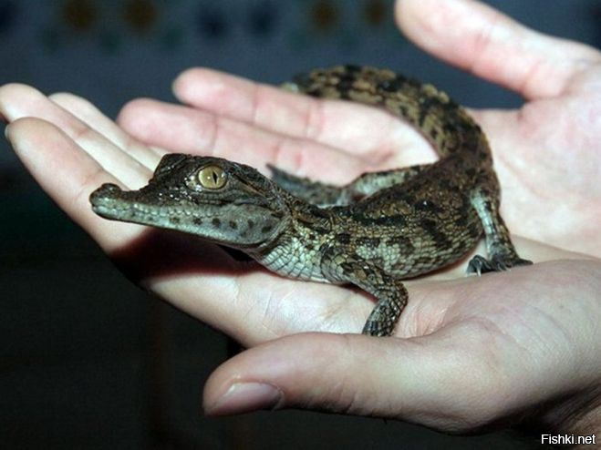 Крокодил Гена и черепаха Тортилла: